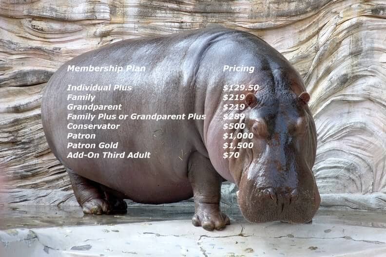 hippopotamus pricing